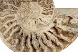 Daisy Flower Ammonite (Choffaticeras) - Madagascar #198090-2